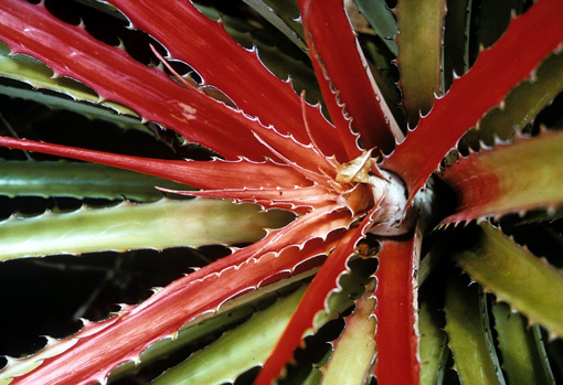 bromelia pinguin